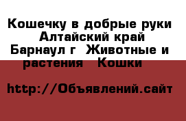 Кошечку в добрые руки - Алтайский край, Барнаул г. Животные и растения » Кошки   